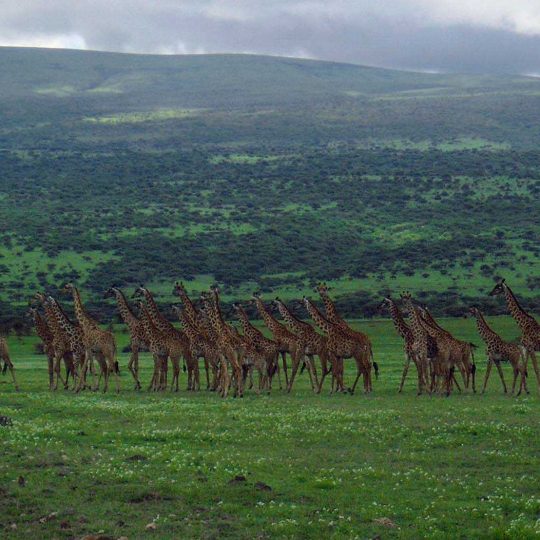 50+ Giraffen met compact camera