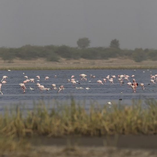 Rann of Kutch India