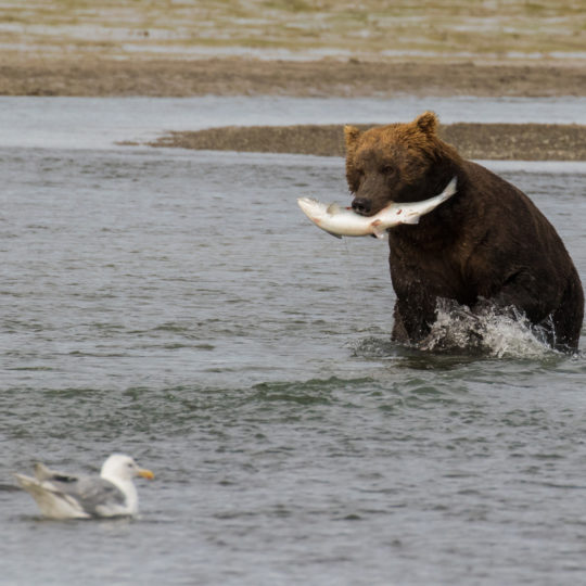 Grizzly bear Alaska