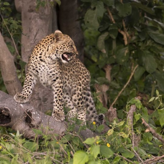 Luipaardje van 7 maanden Botswana