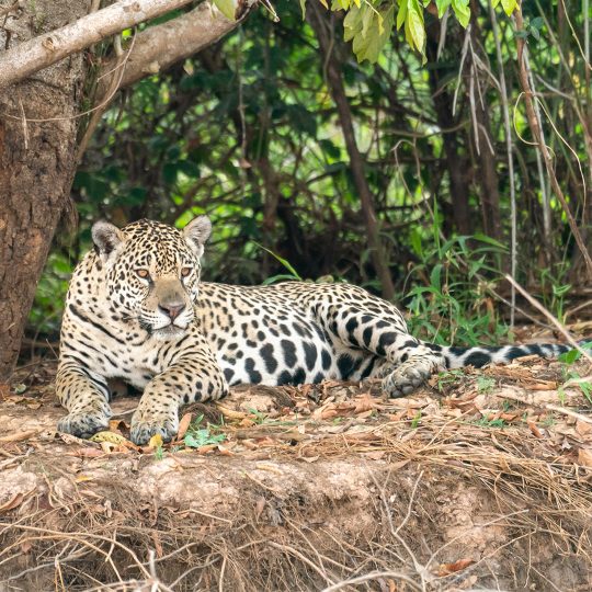 Jaguar in de Pantanal Brazilië