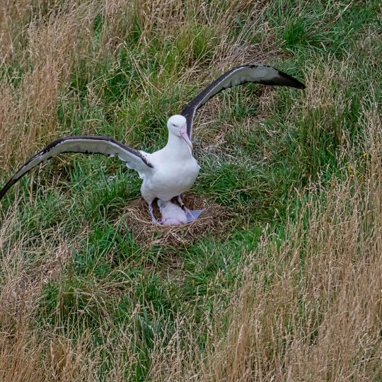 Albatros met jong