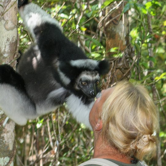 Indri lemur geeft Marga een kusje.