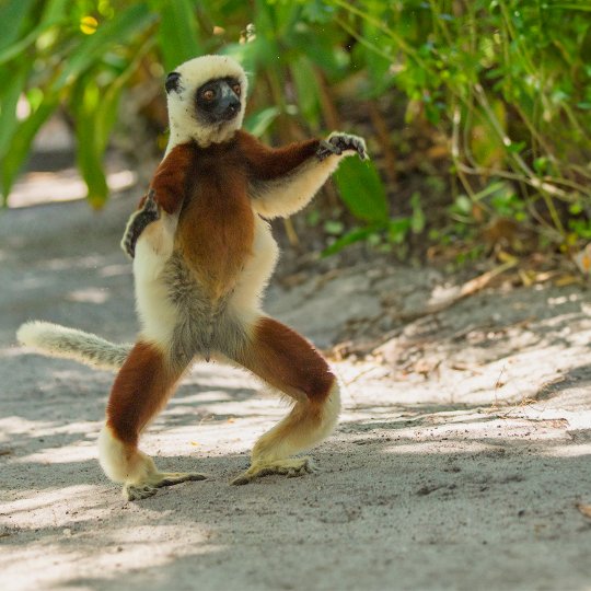 Dansende Sifaka Lemur.