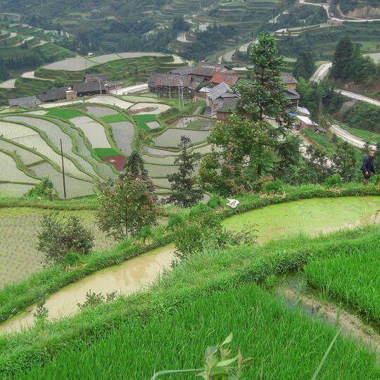 Eindeloze rijstvelden.