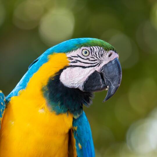 Blue and yellow macaw 2