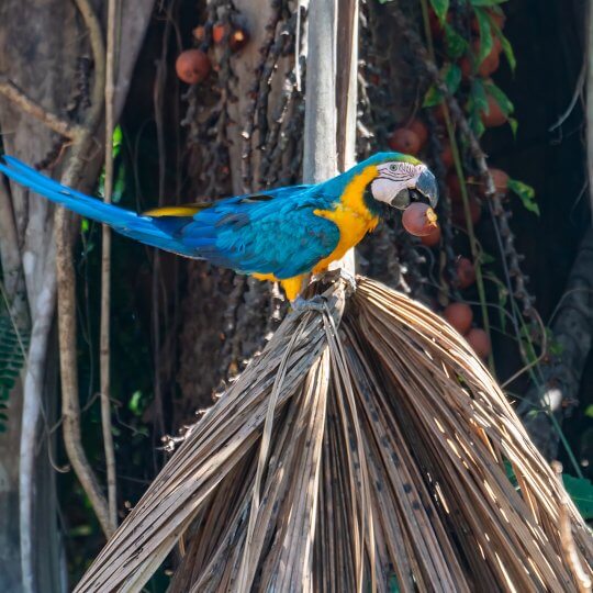 Blue and yellow macaw 1