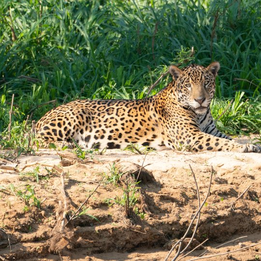 Een jonge jaguar.