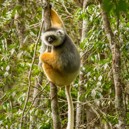 Diademed Lemur: poosje achteraan moeten klimmen/lopen om goed te kunnen fotograferen.