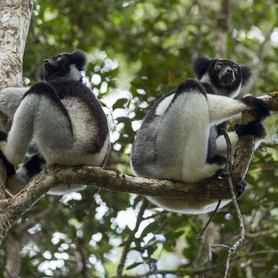 De Indri Indri blijven hoog in de boom.