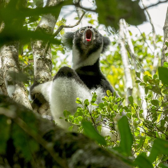 De Indri lemur maak een prachtig geluid.