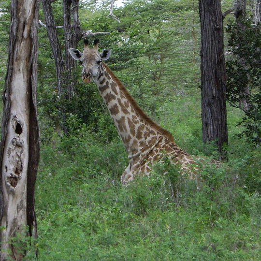 Apart, een zittende giraf.